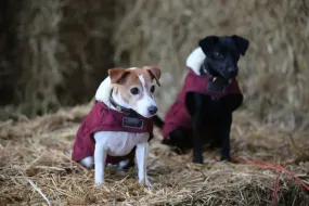 Kentucky Dog Coat Original