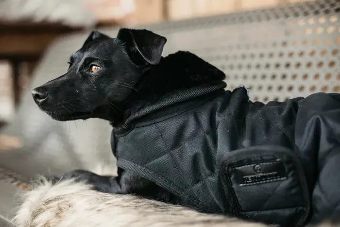 Kentucky Dog Coat Original